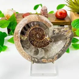 Ammonite Fossil Bowl - BAC1 - The Hare and the Moon