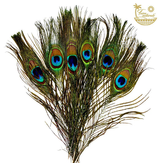 Peacock Feathers For Smudging - The Hare and the Moon