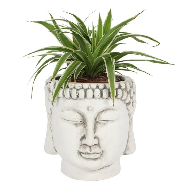Jones Home & Gift Garden Ornaments White Terracotta Buddha Head Planter