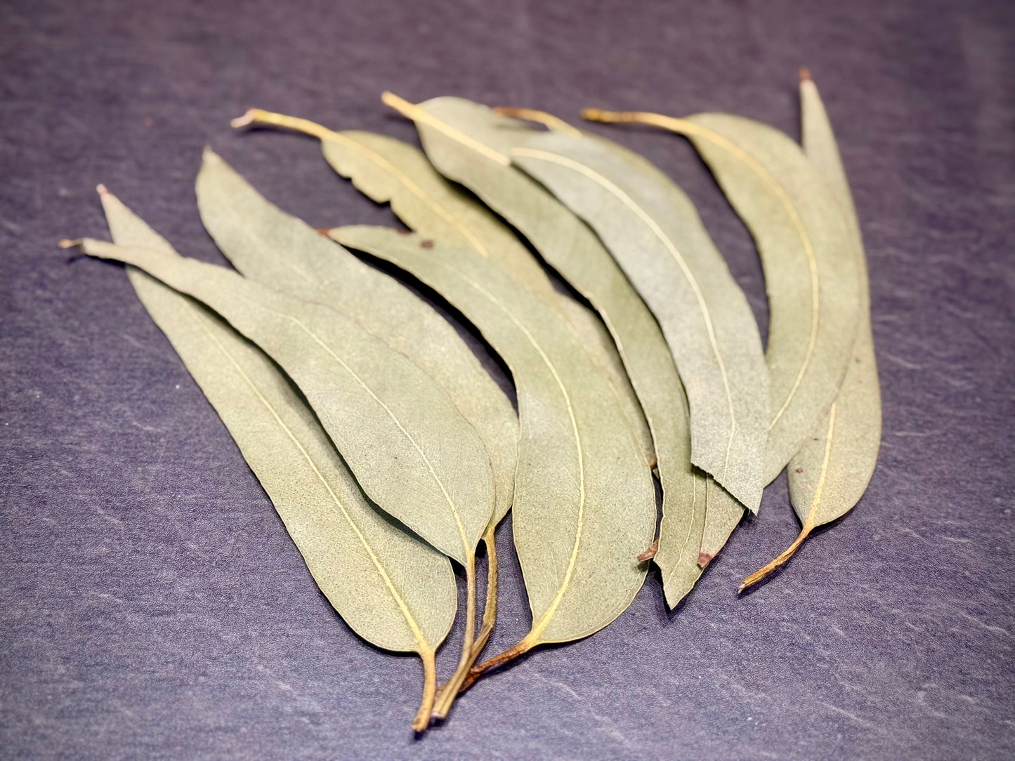 Single Eucalyptus Leaf - Witches Kitchen - WC45