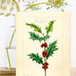 Madame Treacle Cards Christmas Greeting Card - XM114P